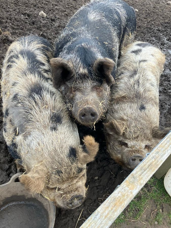 Three of our kunekune pigs together