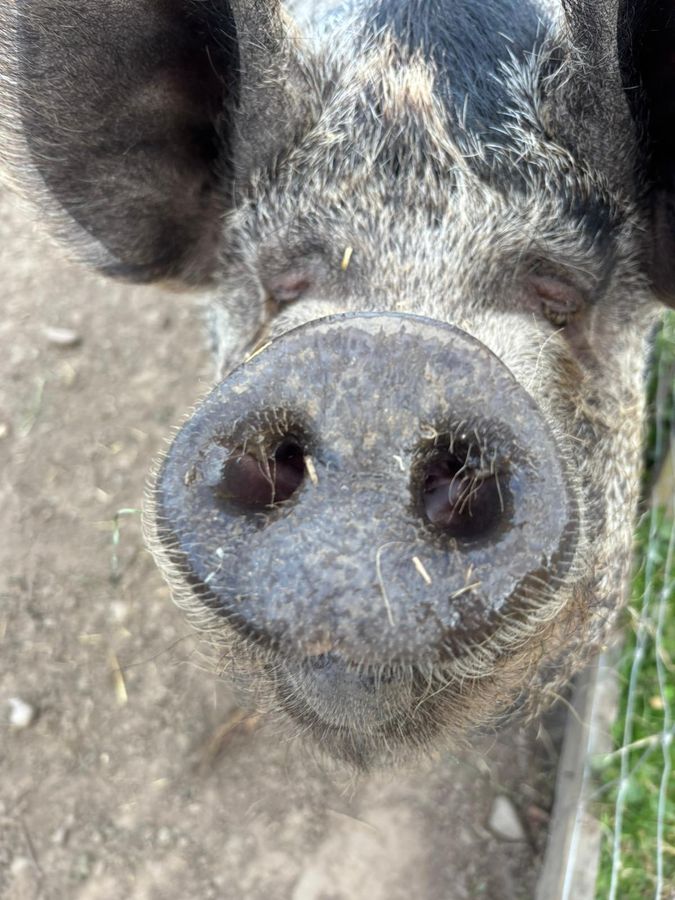 Close-up of a kunekune pig's snout