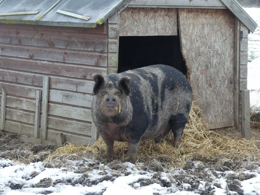 A kunekune pig outside its shelter in the snow