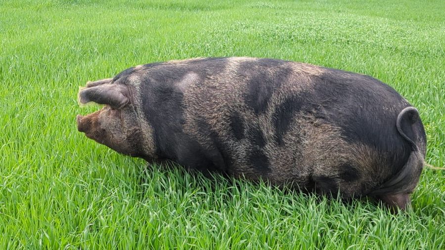A kunekune pig grazing in a green field