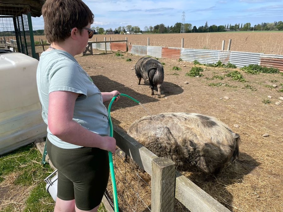 Hosing down a kunekune pig on a sunny day
