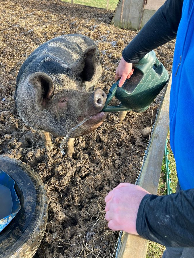 A kunekune pig drinking water from a watering can