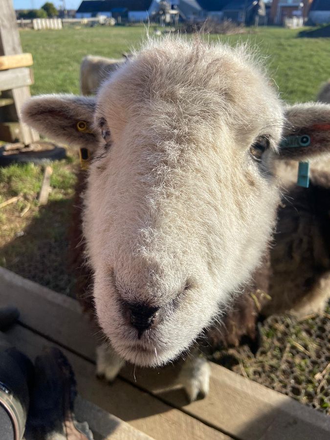 A curious sheep looking at the camera