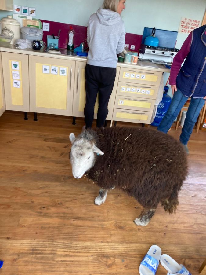 A Herdwick sheep visiting the kitchen