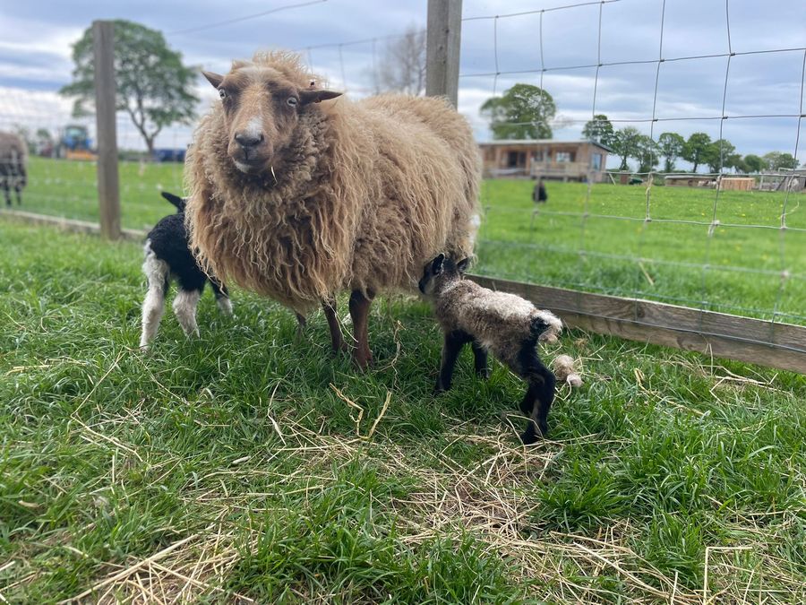 A ewe with two young lambs in the field
