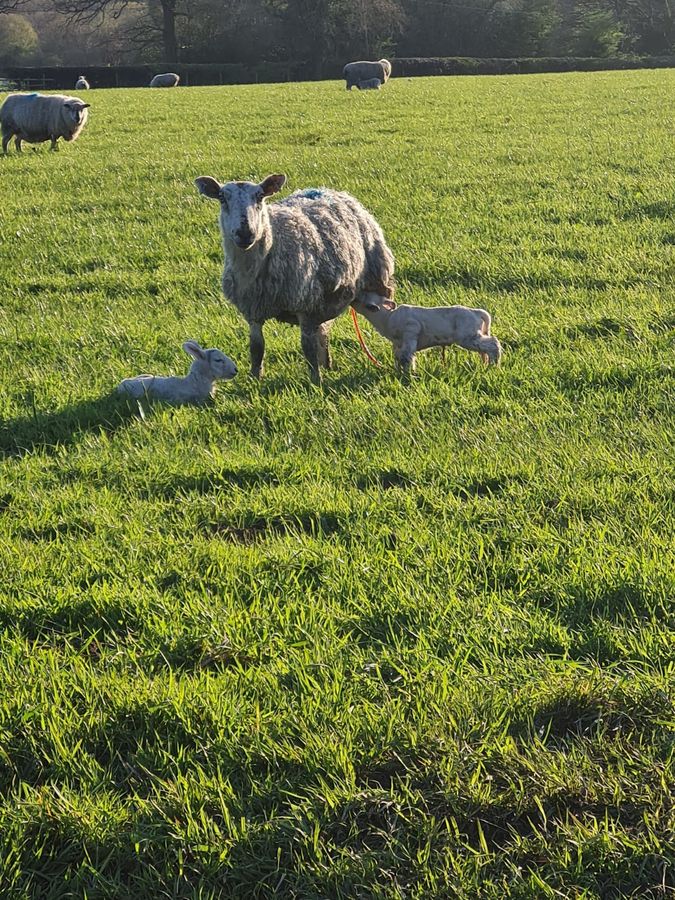 A ewe feeding twin lambs in a sunny field