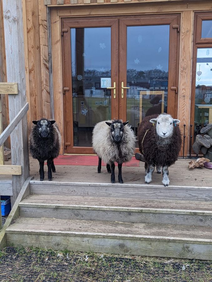 Three sheep stood on the decking by the cabin doors