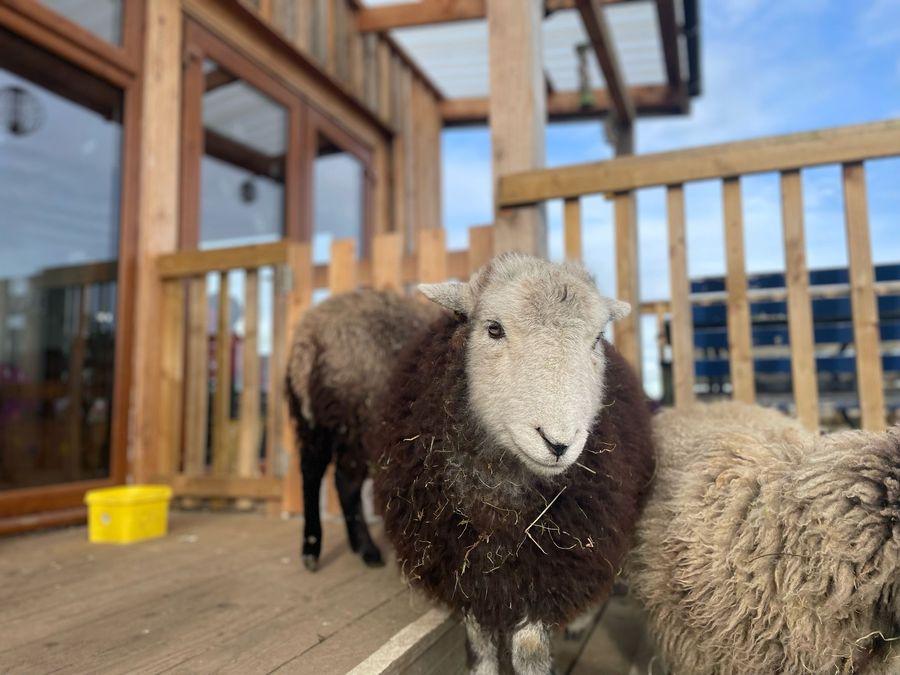 A friendly Herdwick sheep up close on the decking