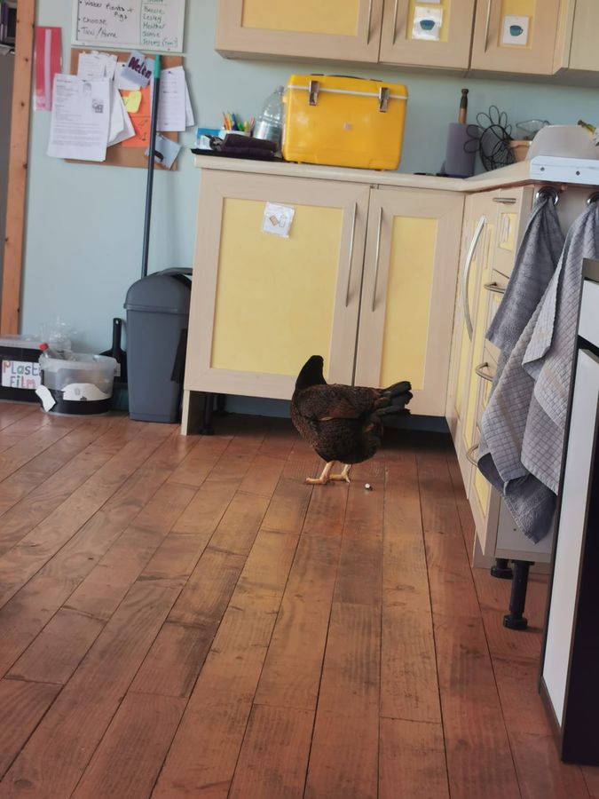 A hen exploring the kitchen floor