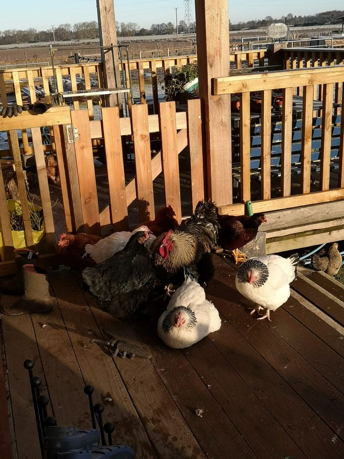 Our hens gathered together on the decking in winter sun