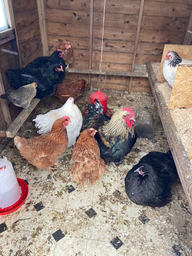 Hens and a rooster together inside the coop