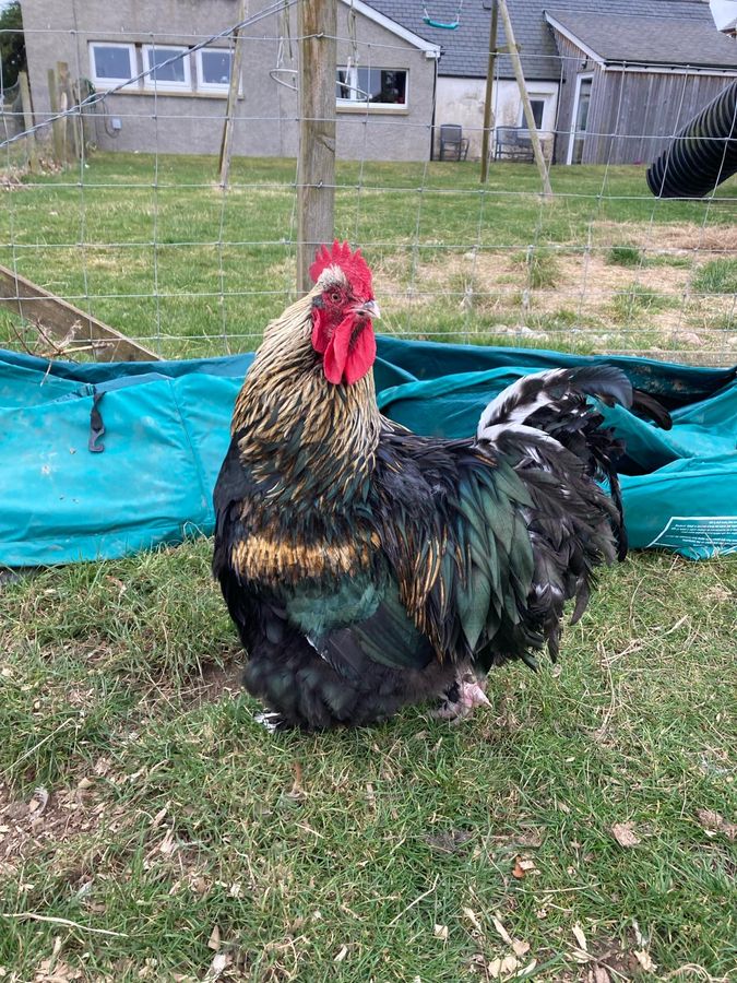A colourful cockerel in the grass