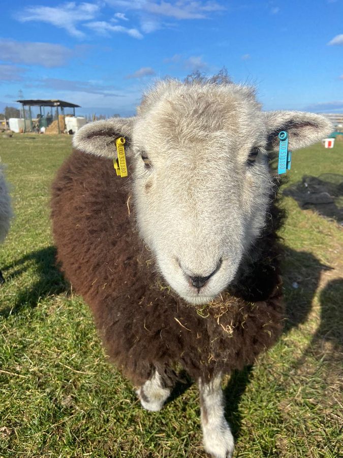 A Herdwick sheep looking straight at the camera
