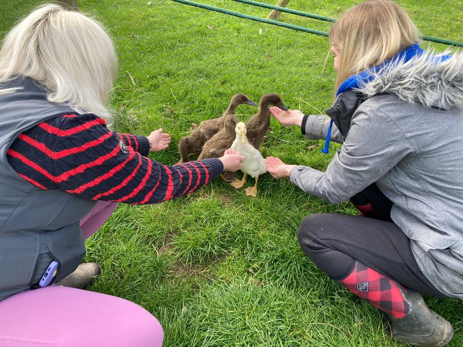 Feeding our ducklings on the grass
