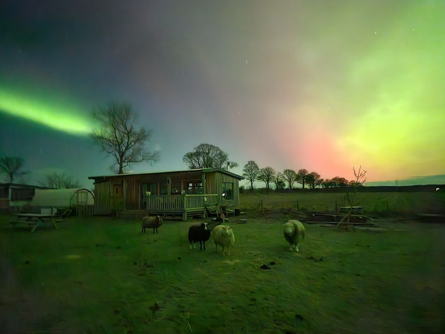The Northern Lights over the farm with sheep grazing at night