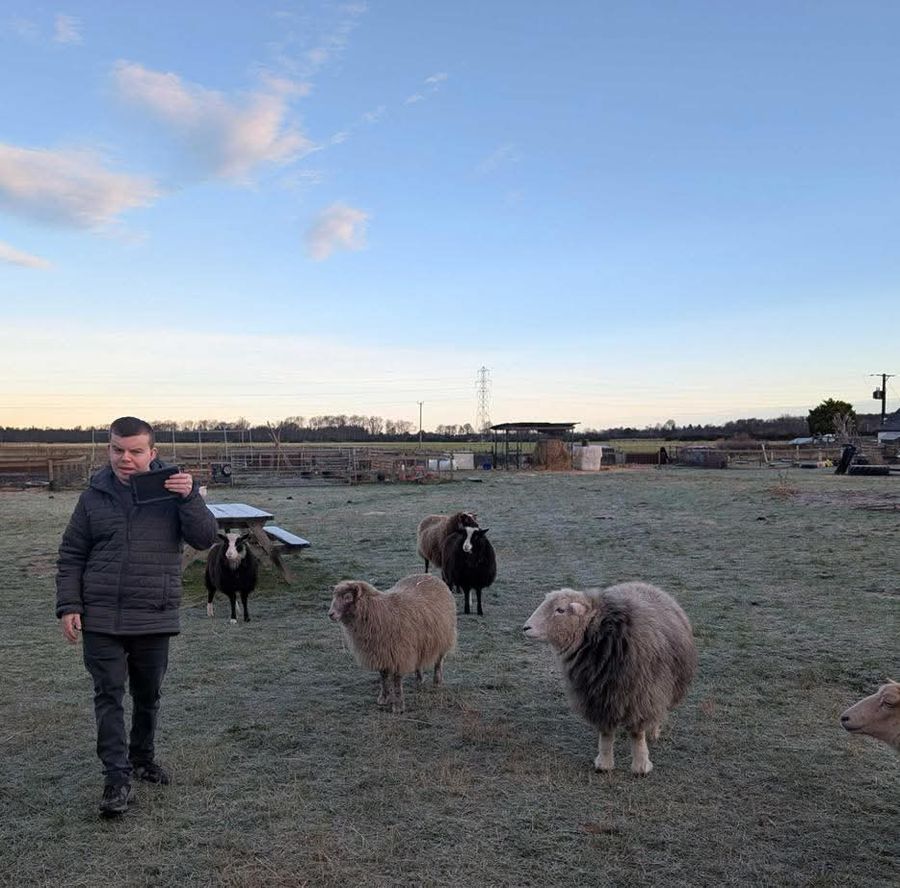 Taking a video of the sheep on a frosty morning