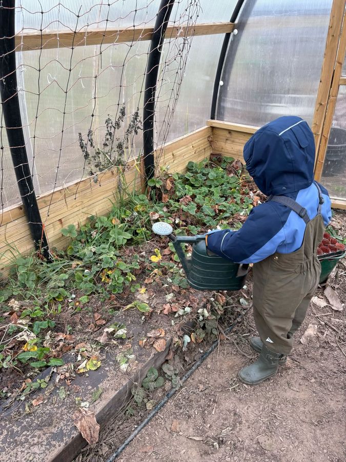 Watering the strawberry plants in the polytunnel