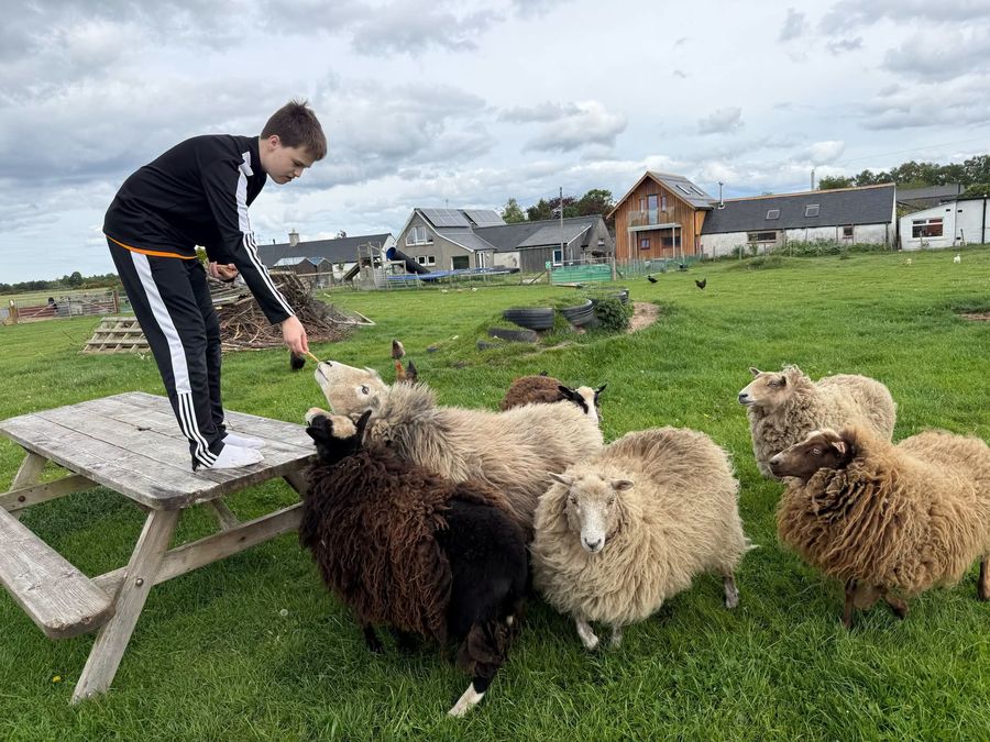 Feeding the sheep by hand from a picnic table