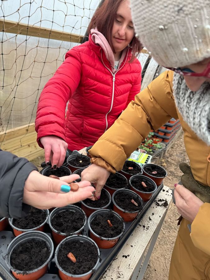 Planting seed potatoes together in the polytunnel