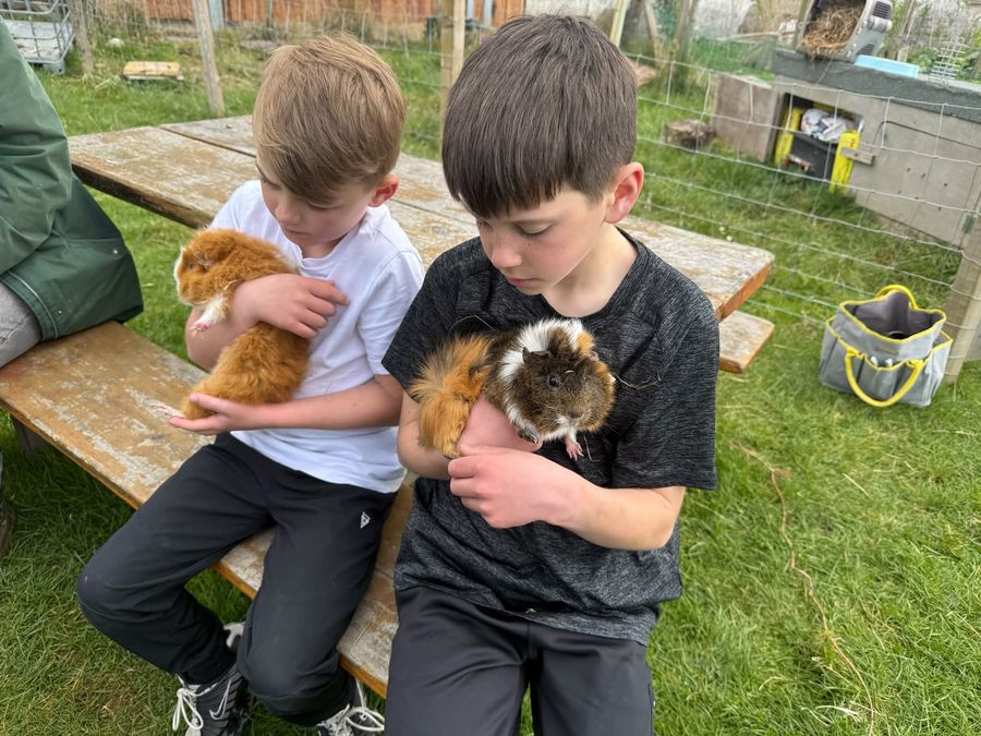 Holding guinea pigs together on the picnic bench