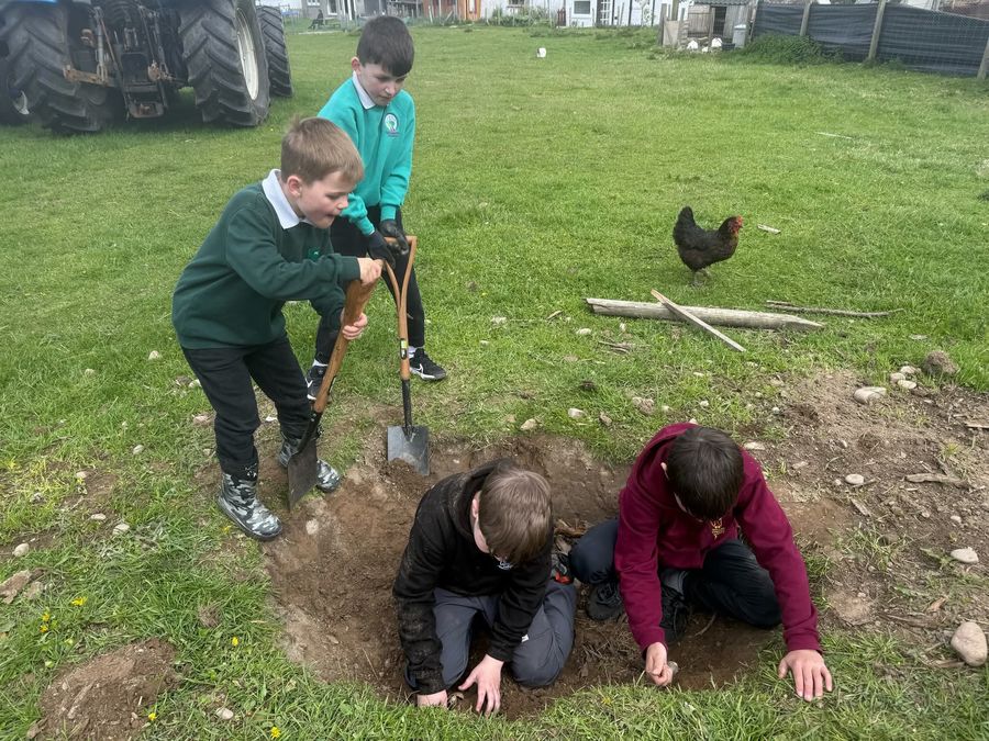 Digging together in the field with a curious hen nearby