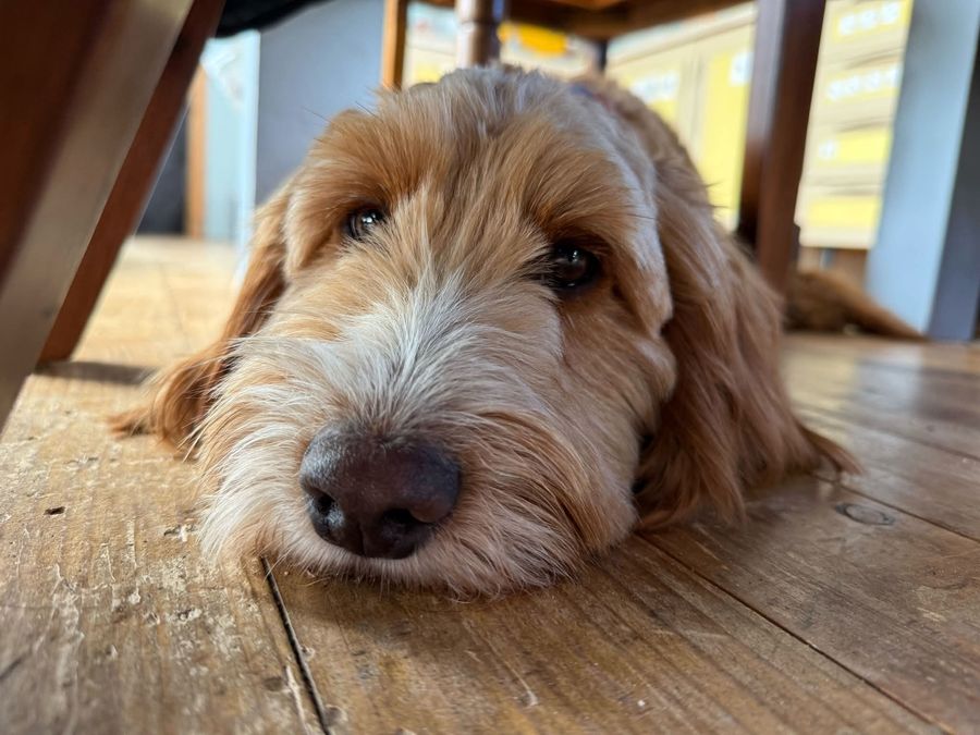 Our resident dog relaxing on the cabin floor